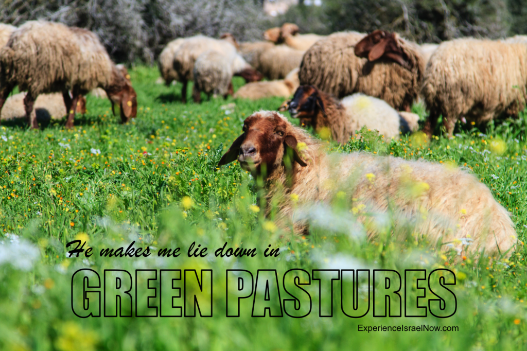 Green Pastures EIN
