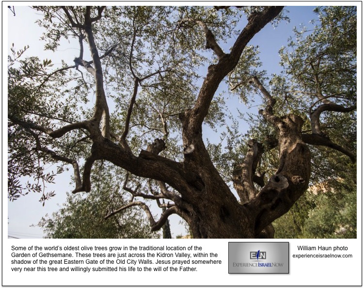 EIN Photo of the Day Gethsemane Tree